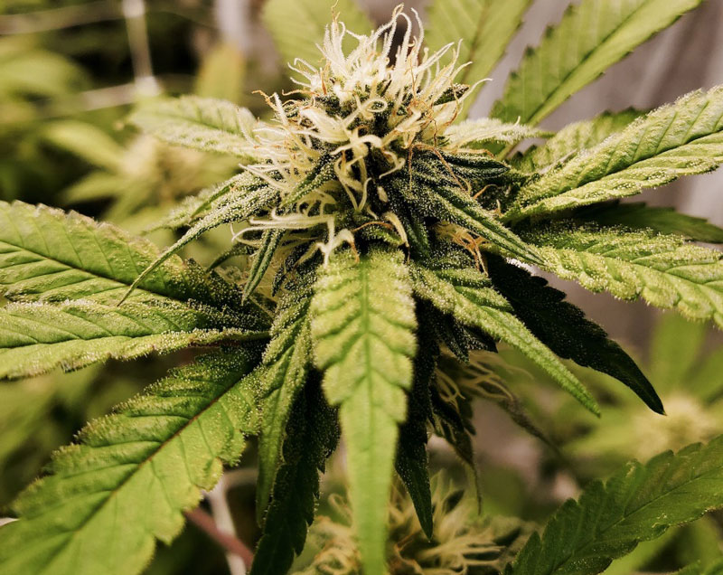 cbd 1